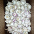 Wholesale Price for Chinese Fresh White Garlic